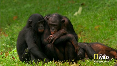 Bonobo Love 😜