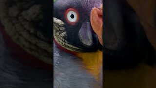 Sassy King Vulture #shorts #short