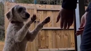 Rescue dog loves to hug caretaker after being saved