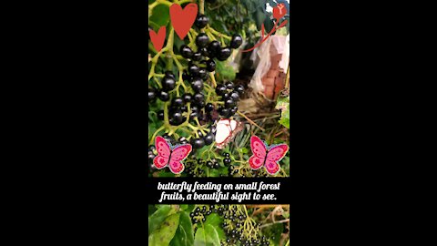 Butterfly feed on small fruits