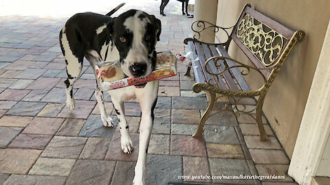 Happy Great Danes Enjoy A Snack While Delivering Groceries