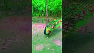 Look at this peacock 😮 #shorts