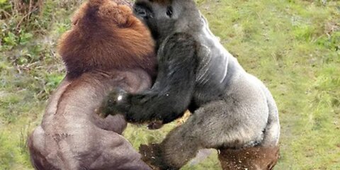 Big fight between ancient gorilla and the king of the green forest - lion