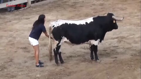 Funny Girls Bullfighting, Bullfighting Contest, Funny Compilation