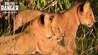 Lion Cubs On The Rocks | Maasai Mara Safari | Zebra Plains