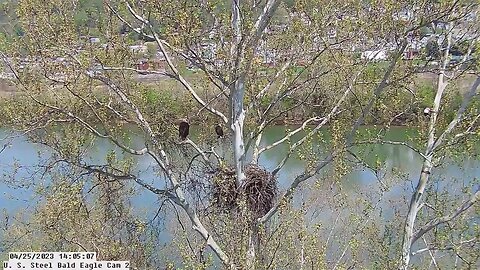 USS Bald Eagle Cam 2 4-25-23 @14:05:02 - Juvenile Bald Eagle visitor by top right corner of screen