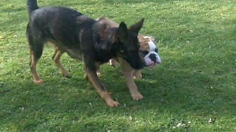 Funny Cute dogs playing with toys