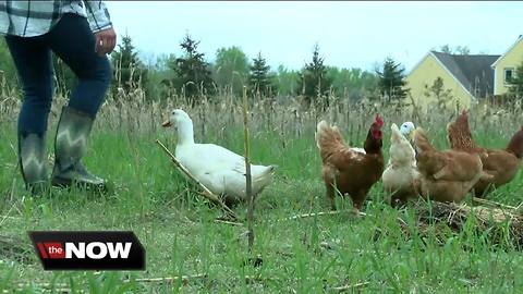 Waukesha County tells family they can't raise ducks, chickens as pets on their land