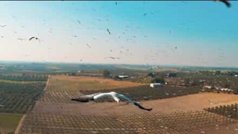 Drone voa no meio de bando de cegonhas