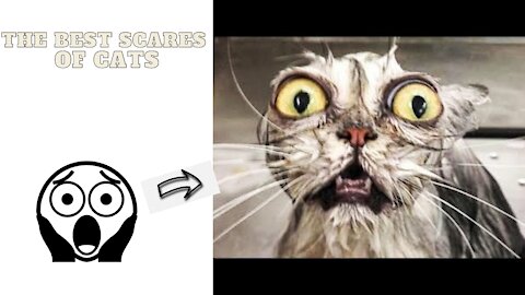 The Best Scares of Cats | Try Not To Laugh Cats V Scares