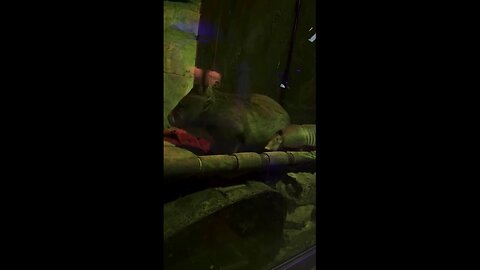 Memphis Zoo Captures Video Of Two Unlikely Habitat Buddies