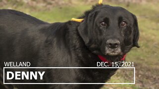 12yr male lab for adoption | Niagara SPCA