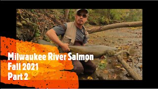 Milwaukee River Salmon Fishign Fall 2021 (Full part 2)