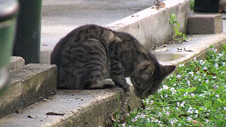 Concerns over feral cats in Palm Beach County