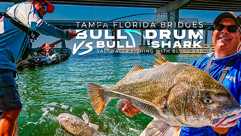 Bull Drum vs Bull Sharks Tampa Florida bridge fishing hog squad rad reel fishing