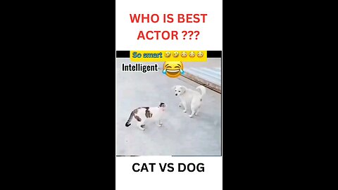Funny acting by Cat 🐈 and Dog 🐕 😂😂🤣🤣🤣🤣🤣