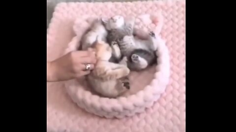Cat 🐈 cute kittens