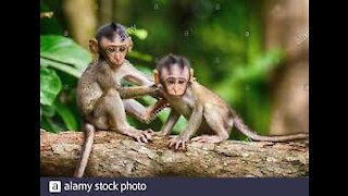 Funny Animal# baby monkey#48# love animal.