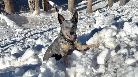 Zippy Blue Heeler gets STUCK in the Snow on Vail Pass Colorado!!!