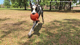 Funny Great Dane And His Jolly Balls Will Make You Smile
