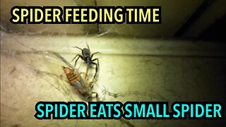 SPIDER FEEDS ON SMALL SPIDER 🕷️ After Giving Up on Insect