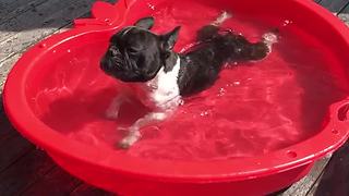 French Bulldogs chill out and swim in baby pool