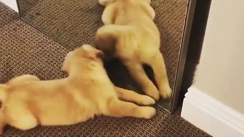 Puppy makes new best friend with her reflection