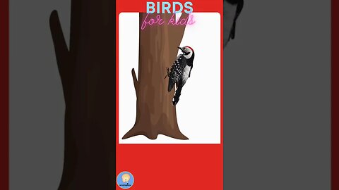 Birds for kids | Talking Flashcards | Animals