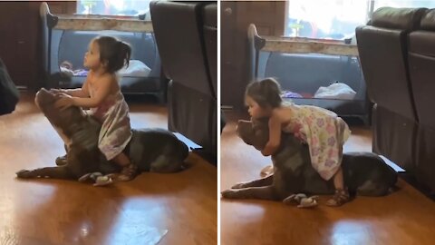 Cute baby girl tries to ride pitbull like a horse