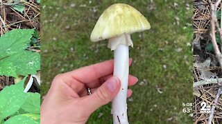 Family loses pets within 24 hours because of poisonous mushroom