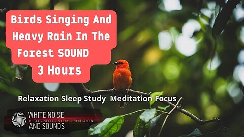 Sound Birds Singing And Heavy Rain In The Forest Relaxation Sleep Study Meditation Focus, 3
