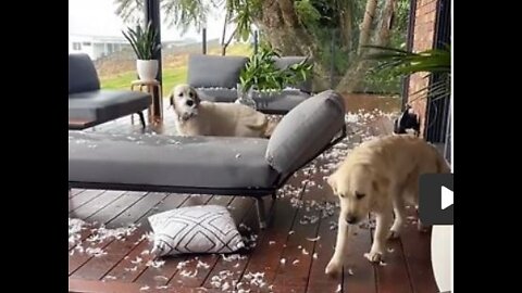 Les chiens déciment absolument les meubles d'extérieur