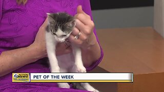 Pet of the Week - Jemm