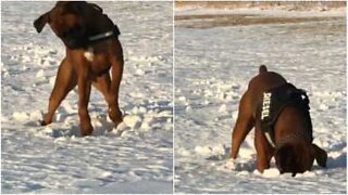 Dog uses funny technique to retrieve ball from snow