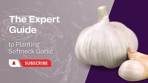 The Expert Guide to Planting Softneck Garlic