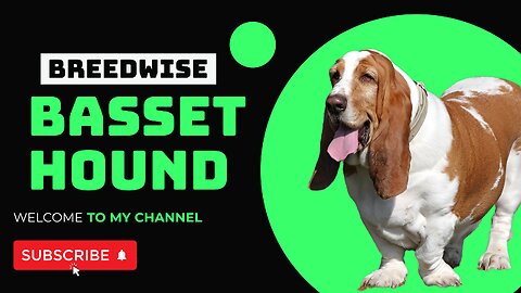 Unleashing the Charms of the Basset Hound: A Comprehensive Guide to the Beloved Breed