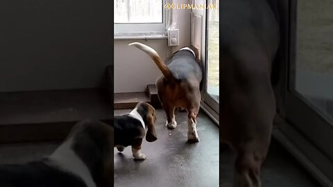 Patient Mother Dog Shows Puppy How to Use Doggy Door #subscribe #shorts #dog #puppy #entertainment