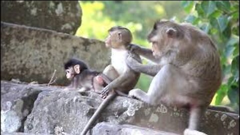 Funny Animal# baby monkey play with mom #41#love animal.