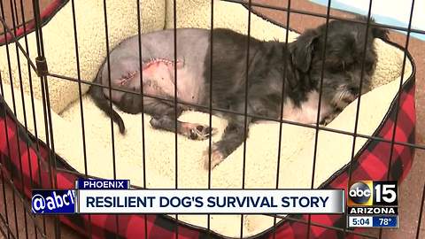 Neglected dog's leg falls off during grooming