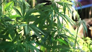 Farmers to start growing hemp in Michigan