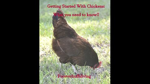 What you need to know before buying chickens