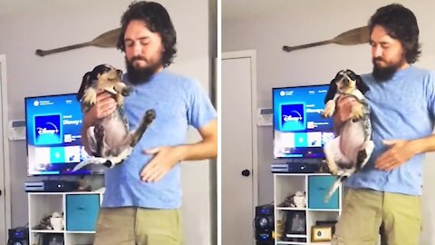 Dramatic pup screams when owner pretends to spank her short video