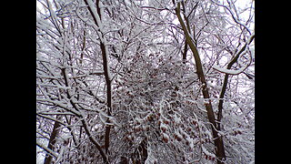 Chicago WINTER WONDERLAND