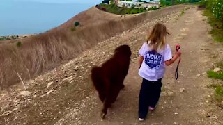 Little girls walks with her bestie - a giant Newfoundland