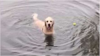 Adorable dog doesn't understand how to fetch