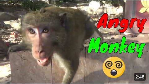 Big Monkey React Angry When Being Filmed 3 - Viral Monkey