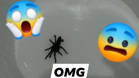OMG!!! Black spider on my bathroom😱😱😱