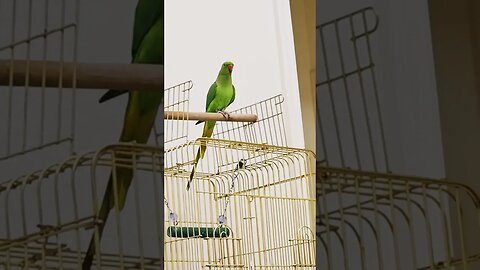 #parrot #babyparrot #bird #greenparrot #babybird #mithu #viral #shorts