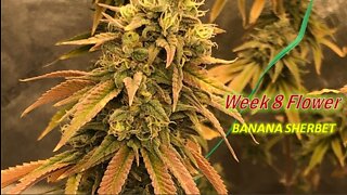 Week 8 flower of Banana Sherbet