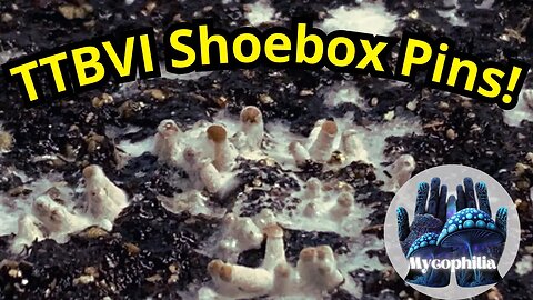 Broke Boi Poolover (TTBVI) Shoebox TEK, Pinning! Surface Conditions, Upcoming Grows and More!